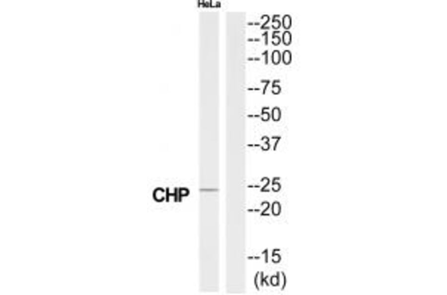 Western blot - CHP Antibody from Signalway Antibody (34517) - Antibodies.com