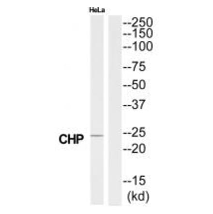 Western blot - CHP Antibody from Signalway Antibody (34517) - Antibodies.com