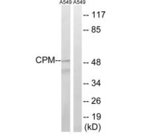 Western blot - CPM Antibody from Signalway Antibody (34549) - Antibodies.com