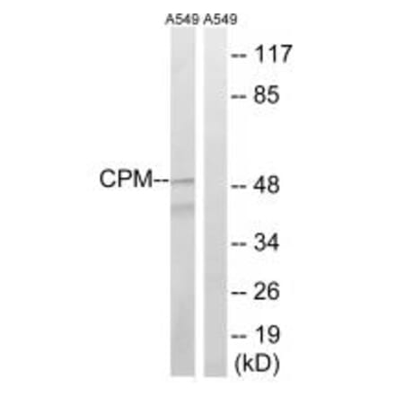 Western blot - CPM Antibody from Signalway Antibody (34549) - Antibodies.com