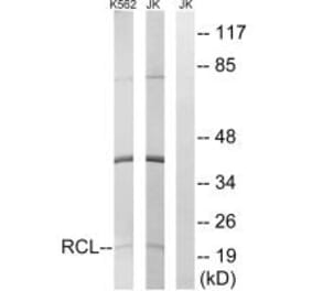 Western blot - RCL Antibody from Signalway Antibody (34602) - Antibodies.com
