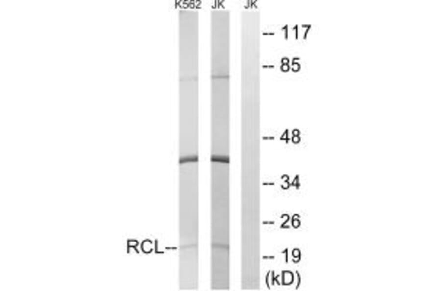Western blot - RCL Antibody from Signalway Antibody (34602) - Antibodies.com