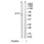 Western blot - CFI Antibody from Signalway Antibody (34614) - Antibodies.com