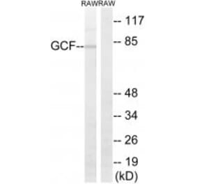 Western blot - GCF Antibody from Signalway Antibody (34702) - Antibodies.com