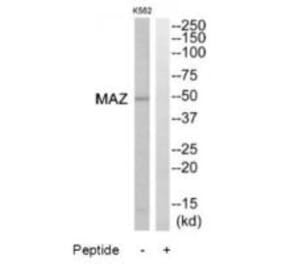 Western blot - MAZ Antibody from Signalway Antibody (34812) - Antibodies.com