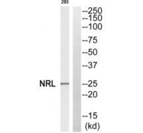 Western blot - NRL Antibody from Signalway Antibody (34849) - Antibodies.com