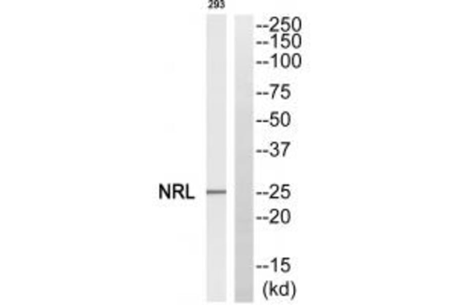 Western blot - NRL Antibody from Signalway Antibody (34849) - Antibodies.com