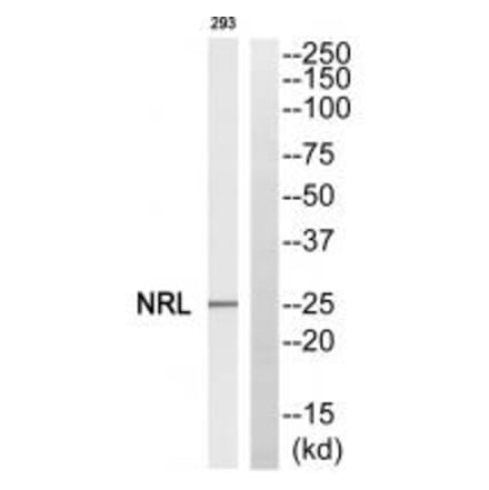 Western blot - NRL Antibody from Signalway Antibody (34849) - Antibodies.com