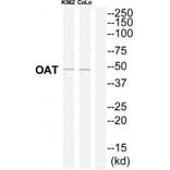 Western blot - OAT Antibody from Signalway Antibody (34882) - Antibodies.com