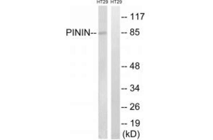 Western blot - PNN Antibody from Signalway Antibody (34907) - Antibodies.com