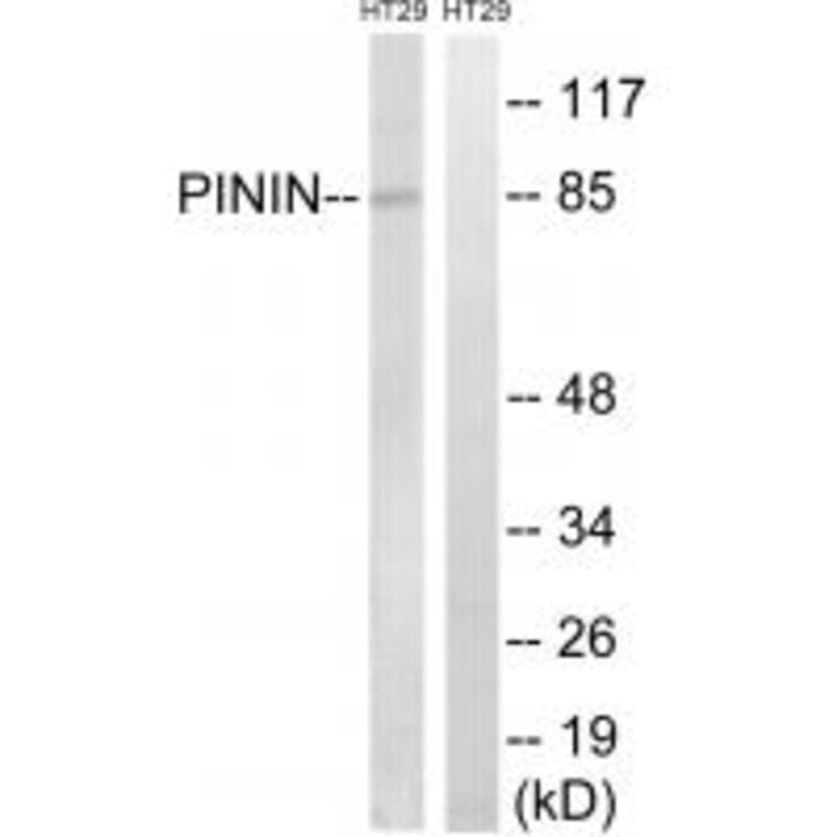 Western blot - PNN Antibody from Signalway Antibody (34907) - Antibodies.com