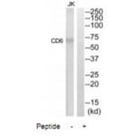 Western blot - CD6 Antibody from Signalway Antibody (35088) - Antibodies.com