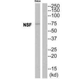 Western blot - NSF Antibody from Signalway Antibody (35142) - Antibodies.com