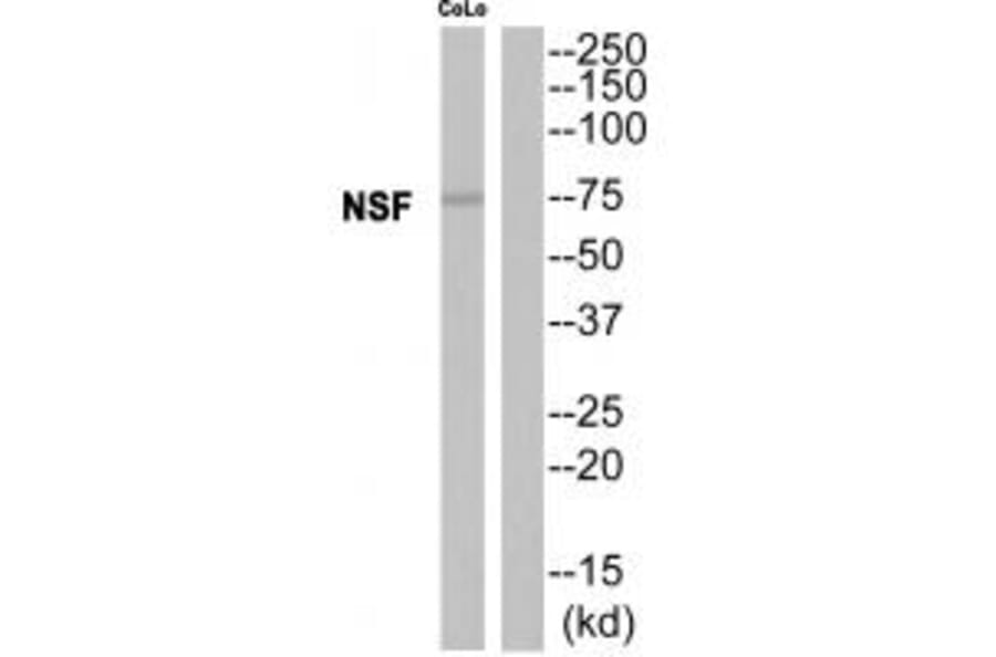 Western blot - NSF Antibody from Signalway Antibody (35142) - Antibodies.com