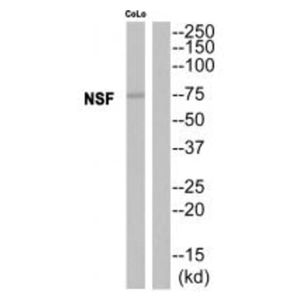 Western blot - NSF Antibody from Signalway Antibody (35142) - Antibodies.com