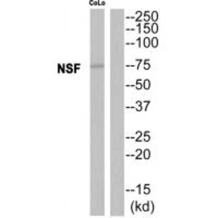 Western blot - NSF Antibody from Signalway Antibody (35142) - Antibodies.com