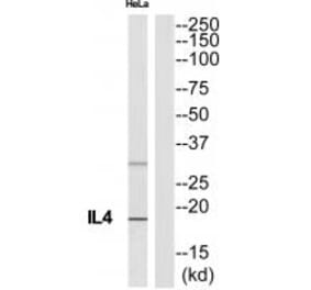 Western blot - IL4 Antibody from Signalway Antibody (35227) - Antibodies.com