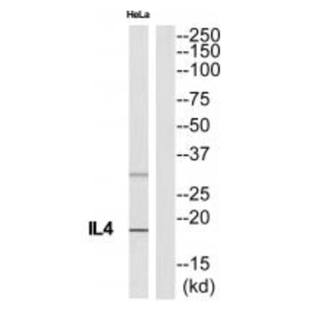 Western blot - IL4 Antibody from Signalway Antibody (35227) - Antibodies.com