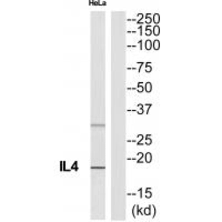 Western blot - IL4 Antibody from Signalway Antibody (35227) - Antibodies.com