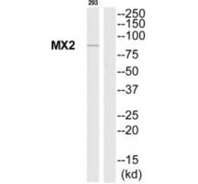 Western blot - MX2 Antibody from Signalway Antibody (35230) - Antibodies.com