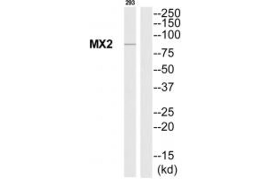 Western blot - MX2 Antibody from Signalway Antibody (35230) - Antibodies.com