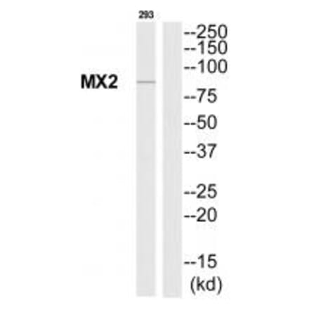 Western blot - MX2 Antibody from Signalway Antibody (35230) - Antibodies.com