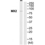 Western blot - MX2 Antibody from Signalway Antibody (35230) - Antibodies.com