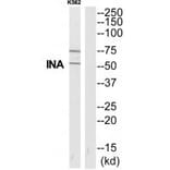 Western blot - INA Antibody from Signalway Antibody (35325) - Antibodies.com