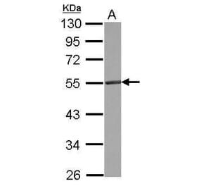 CD4 Antibody from Signalway Antibody (35348) - Antibodies.com
