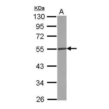 CD4 Antibody from Signalway Antibody (35348) - Antibodies.com
