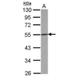 CD4 Antibody from Signalway Antibody (35348) - Antibodies.com