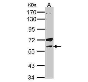 Lck Antibody from Signalway Antibody (35363) - Antibodies.com