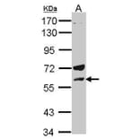 Lck Antibody from Signalway Antibody (35363) - Antibodies.com