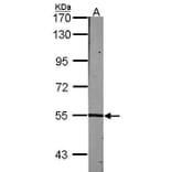 Lck Antibody from Signalway Antibody (35363) - Antibodies.com