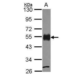 CD2 Antibody from Signalway Antibody (35379) - Antibodies.com