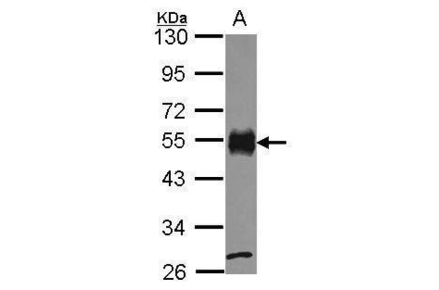CD2 Antibody from Signalway Antibody (35379) - Antibodies.com