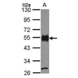 CD2 Antibody from Signalway Antibody (35379) - Antibodies.com