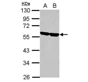 CD2 Antibody from Signalway Antibody (35381) - Antibodies.com