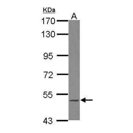 BLK Antibody from Signalway Antibody (35390) - Antibodies.com