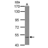 BLK Antibody from Signalway Antibody (35390) - Antibodies.com