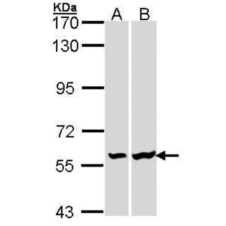 Lck Antibody from Signalway Antibody (35446) - Antibodies.com