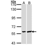 Lck Antibody from Signalway Antibody (35446) - Antibodies.com