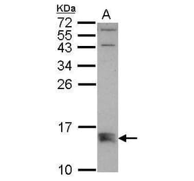 BMF Antibody from Signalway Antibody (35459) - Antibodies.com