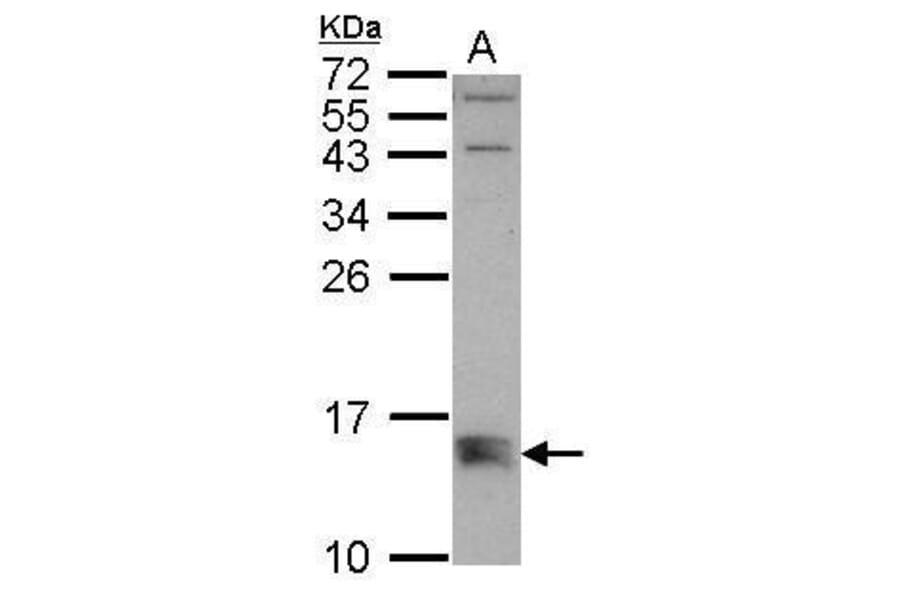 BMF Antibody from Signalway Antibody (35459) - Antibodies.com