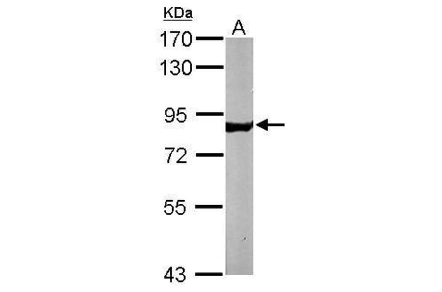NSF Antibody from Signalway Antibody (35470) - Antibodies.com