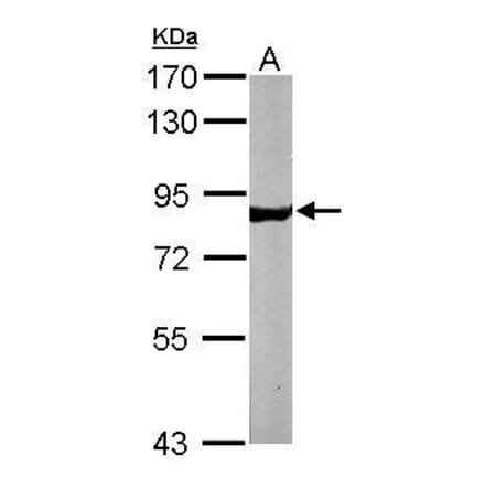 NSF Antibody from Signalway Antibody (35470) - Antibodies.com