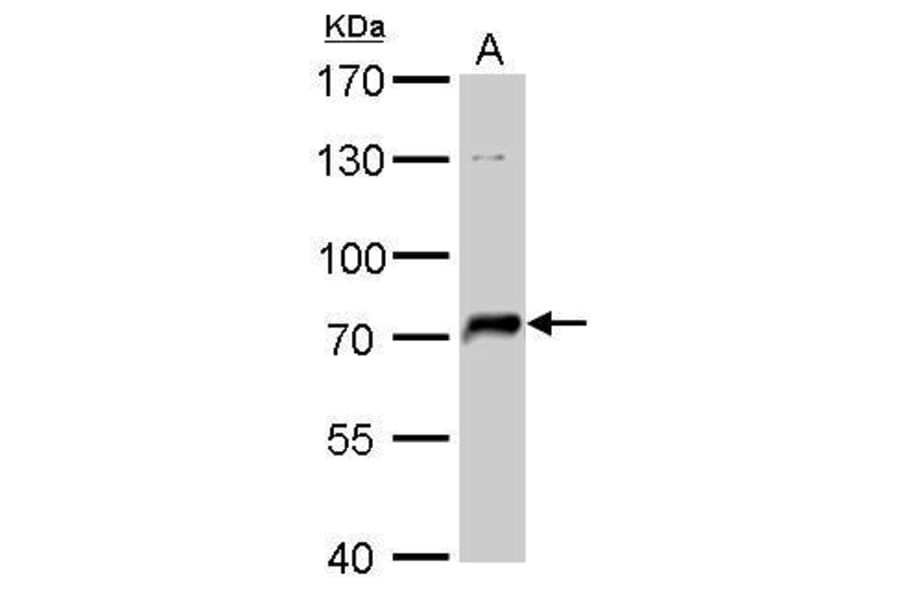 NSF Antibody from Signalway Antibody (35470) - Antibodies.com