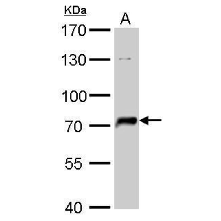 NSF Antibody from Signalway Antibody (35470) - Antibodies.com