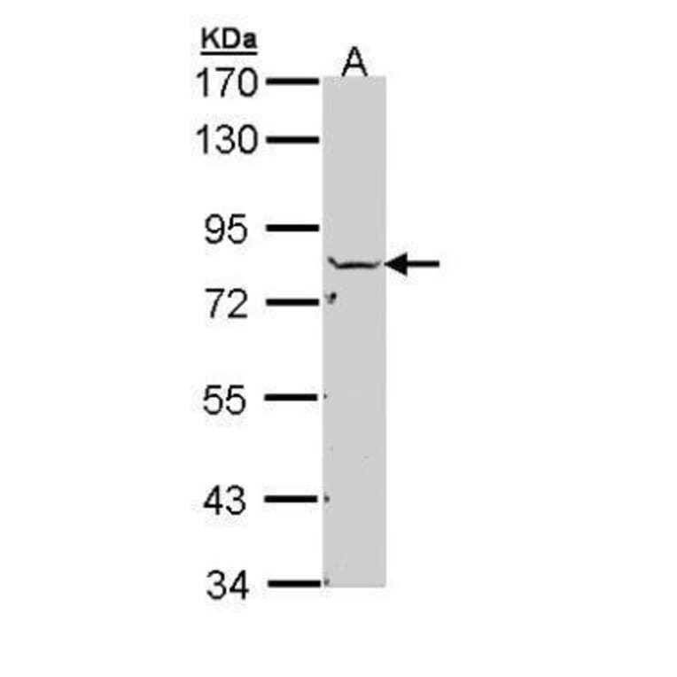 NSF Antibody from Signalway Antibody (35470) - Antibodies.com