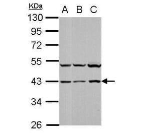 p38 Antibody from Signalway Antibody (35478) - Antibodies.com